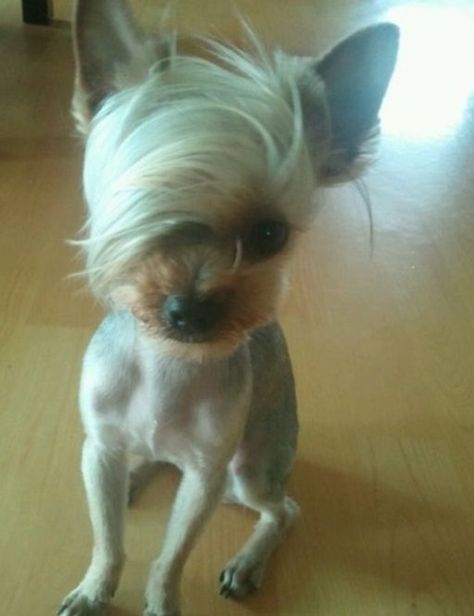 Yorkie Grooming, Ugly Animals, Ugly Dogs, Goofy Dog, Ugly Cat, Dog Haircuts, Scary Dogs, Scary Animals, Very Cute Dogs