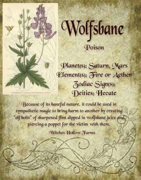 Wolfsbane Creaturi Mitice, Sejarah Kuno, Egiptul Antic, Magickal Herbs, Witch Herbs, Magic Herbs, Magical Herbs, Witch Spell Book, Poisonous Plants