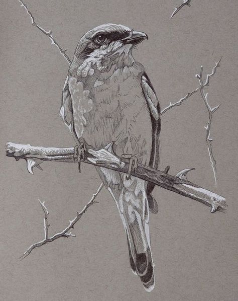 Croquis, Art On Toned Paper, Toned Paper Art, Shrike Bird, Toned Paper Drawing, Birds Sketches, Bird Art Painting, Small Lizards, Prey Animals