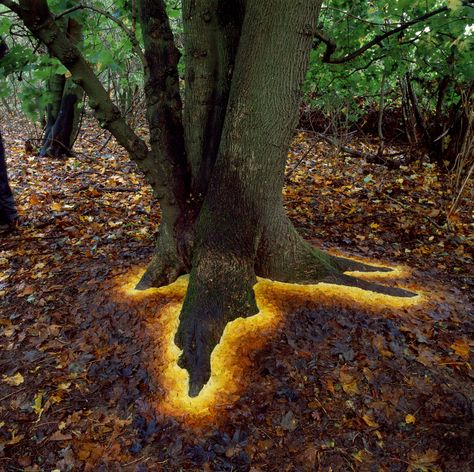 Glowing Base Of Tree Made By Arranging Leaves - Imgur Environmental Art, Land Art, Andy Goldsworthy Art, Boom Kunst, Andy Goldsworthy, Natural Man, Foto Tips, Earth Art, Outdoor Art