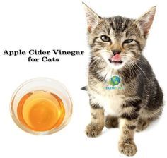 Apple Cider Vinegar is an amazing natural remedy for cats! It treats cystitis, bladder stones, flea problems and respiratory infections to name a few! Learn more: http://www.earthclinic.com/pets/acv_for_cats.html Cat Remedies, Apple Cider Vinegar Remedies, Flea Remedies, Ear Infections, Cat Fleas, Diy Remedies, Cat Help, Cat Health, Cat Care