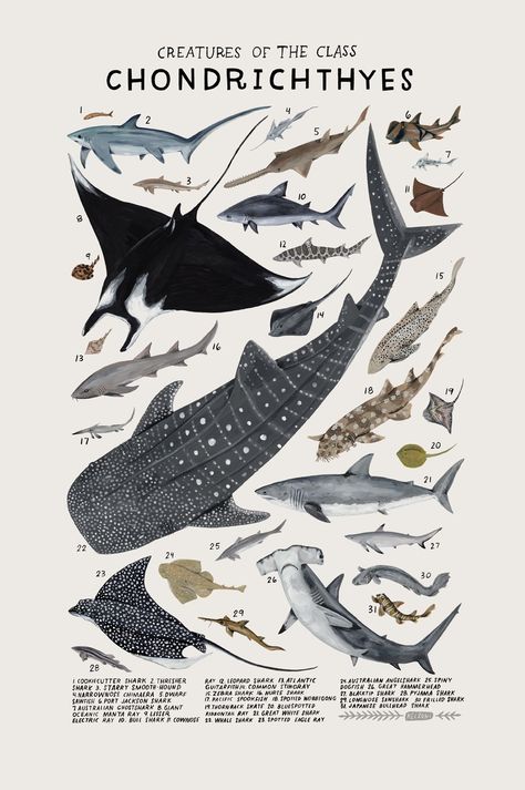 Playful Watercolors Illustrate the Many Classifications of the Animal Kingdom | Colossal Room Poster Inspiration, Science Inspired Art, Natural Science Posters, Colorful Posters Aesthetic, Vintage Shark Poster, Cute Poster Prints, Cool Vintage Posters, Room Posters Vintage, Stuff To Print