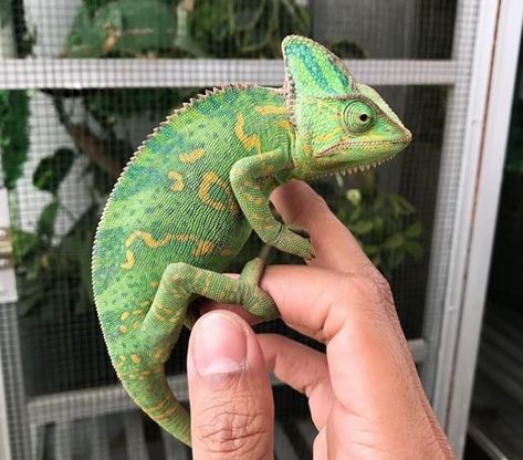 500 Best Reptile Names for Snakes, Lizards, Turtles and More | PetPress Iguanas, Names For Snakes, Rikki H2o, Chameleon Pet, Pet Lizards, Cute Lizard, Reptile Room, Rabbit Cages, Rapunzel Tangled