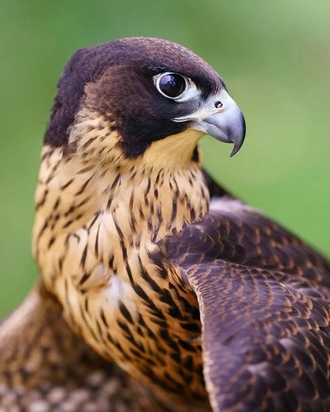 Types Of Falcons, Paragrine Falcon, Falcon Character Design, Falconry Aesthetic, Lady Freyja, Falcon Aesthetic, Nz Falcon, Falcon Photography, Falcon Flying