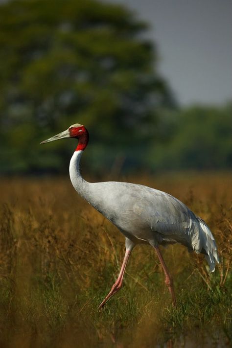 Blessed To Be A Blessing, Sarus Crane, Indian Rhinoceros, Indian Wildlife, Wildlife Of India, Indian Animals, Be A Blessing, Clouded Leopard, Crane Bird