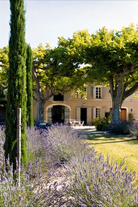 Step into the world of Mas Sedo and experience luxury living at its finest. Nestled among ancient trees and lavender fields, this lavish farmhouse is the perfect escape for those seeking a taste of French sophistication. From its grand exterior to its elegant interior, every detail has been thoughtfully designed to provide the ultimate retreat. #lecollectionist #luxuryrealestate #frenchchateau #frenchfarmhouse #provence #lavender #trees #outdoorliving #frenchvilla #vacationrental Lavender Fields Provence, Provence House, Villa France, French Villa, Dream Life House, French Estate, Ancient Trees, French Interior Design, Provence Lavender