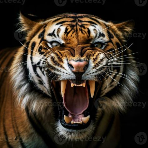 detailed close up portrait of roaring tiger animal on black background, generative ai Tigers Roaring, Tiger Roaring Drawing, Angry Tiger Face, Tiger Background, Animal Close Up, Big Cats Photography, Tiger Portrait, Angry Tiger, Tiger Roaring