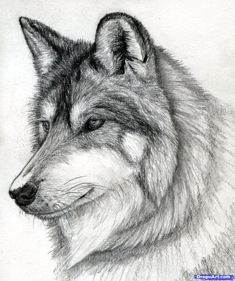 how to draw a wolf head, mexican wolf step 15 Drawing Eyes, Pencil Drawing Tutorials, Mexican Wolf, Dogs Drawing, Moon Sketches, Wolf Sketch, Learn To Sketch, Desen Realist, Drawing Animals
