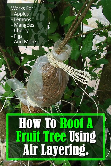 How To Root A Fruit Tree Using Air Layering - rooting a branch... #gardening #gardendiy #gardeningtips #fruittrees #growfruittrees #growtrees #homestead #homesteading #garden Permaculture, Fruit Tree Grafting, Air Layering Fruit Trees, Homesteading Garden, Plant Grafting, Ginseng Plant, Passion Fruit Plant, Smart Gardening, Farm Orchard