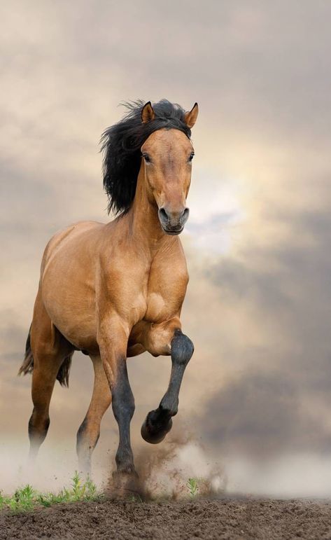 Mustang Kiger Mustang, Wild Horses Mustangs, Buckskin Horse, Horse Inspiration, Mustang Horse, Horse Wallpaper, Most Beautiful Horses, All The Pretty Horses, Animal Facts