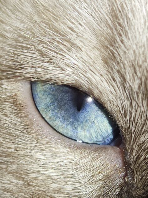 Cat Eyes Aesthetic, Cat Eye Animal, Sketchbook Fillers, Icy Blue Eyes, Crystal Blue Eyes, Blue Eyes Aesthetic, Blue Cat Eye, Cat Eye Colors, Eye Close Up