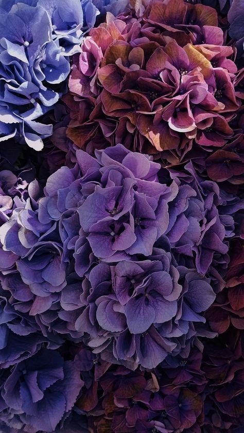 Nature, Fondant Flowers, Hydrangea Wallpaper, Galaxy Flowers, Wallpaper Background Design, Beautiful Wallpapers For Iphone, Deco Nature, Hydrangea Purple, Flower Iphone Wallpaper