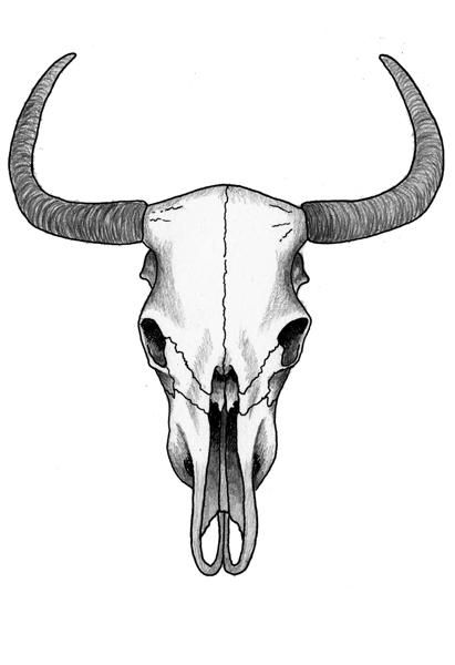 Steer - 15 x 21 A print by Caroline Sillesens. Available in A5 format in a limited edition of 25 Does not come framed Bull Skull Tattoos, Cow Skull Art, Art Sub Plans, Pola Tato, Skull Sketch, Bull Tattoos, Animal Skull, Sketching Techniques, Skull Drawing