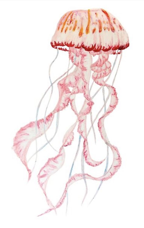 Croquis, Jellyfish Illustration, Watercolor Jellyfish, Jellyfish Drawing, Pink Jellyfish, Jellyfish Painting, Jellyfish Print, Seahorse Art, Jellyfish Art
