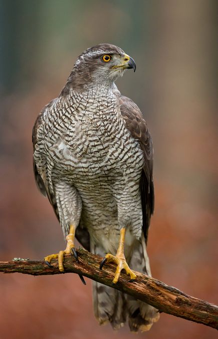 Northern Goshawk, Raptors Bird, Hawk Bird, Secret Location, Exotic Birds, Bird Pictures, Pretty Birds, Bird Photo, Birds Of Prey