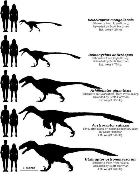 Dromaeosaur ("raptor") size comparison Raptor Art Dinosaurs, Dinosaur Lockscreen Aesthetic, Raptors Dinosaur, Utah Raptor, Velociraptor Art, Raptor Art, Dinosaur Sculpture, Feathered Dinosaurs, Raptor Dinosaur