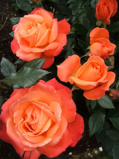 Sunset Garden Rose Fleur Orange, Belle Rose, Coming Up Roses, Spiced Coffee, Rose Bush, Orange Roses, Love Rose, Persimmon, Rose Garden