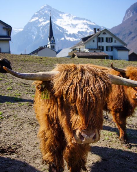 Nature, Swiss Cows Switzerland, Swiss Culture, Swiss Cows, Hiking Switzerland, Switzerland Hiking, Mountains Snow, Sea Slugs, Mountain Pictures