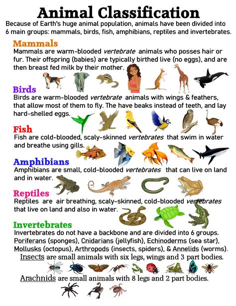 Animal Classification ~ Anchor Chart * Jungle Academy Animal Classification Chart, Zoology Notes Animals, Animal Science Lessons High School, Classification Of Animals Project, Animal Classification Anchor Chart, Classifying Animals Anchor Chart, Bsc 1st Year Zoology Notes, Animal Biology Notes, Animal Classification Activities