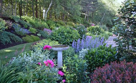 Country Yard, Nikko Blue Hydrangea, Gardening Photos, Garden On A Hill, Sun Garden, Hydrangea Macrophylla, Garden Steps, Fine Gardening, Garden Show