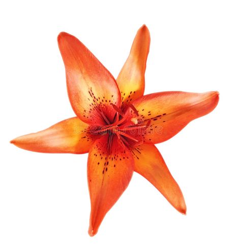 Lily Pfp Flower, Photo Prints Aesthetic, White And Orange Aesthetic, Flower No Background, White Aesthetic Images, Photos For Widgets, Flowers In White Background, Flowers Widget, Orange Flowers Aesthetic