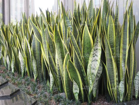 Plant World: Sansevieria trifasciata Sanseveria Trifasciata, Sansevieria Laurentii, Indoor Plants Low Light, Wholesale Plants, Sansevieria Plant, Mother In Law Tongue, Low Water Gardening, Sansevieria Trifasciata, Trendy Plants