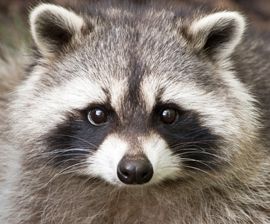 Raccoon Face Drawing | raccoon face Iguanas, Raccoon Makeup, Raccoon Illustration, Raccoon Drawing, Raccoon Family, Raccoon Art, Animal Makeup, Pet Raccoon, Raccoon Funny