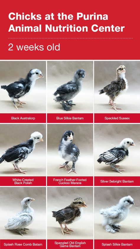 Raising baby chicks: The chicks at our farm are two weeks old!   The chicks are very social and we’re starting to learn their personalities. How do you care for 2-3 week old chicks? Click the graphic for our chick tips. #ChickStrong  Chicken breeds we’re raising: Black Australorp, Blue Silkie Bantam, French Feather-Footed Cuckoo Marans, Rose Comb Bantam, Silver Sebright, Spangled Old English Bantam, Speckled Sussex, Splash Silkie Bantam and White-Speckled Black Polish. Chicken Stages Of Growth, Bantam Chicks Identification, Chicken Growth Stages, Bantams Chicks, Maran Chickens, Black Australorp, Bantam Chicken Breeds, Silkie Bantam, Brahma Chicken