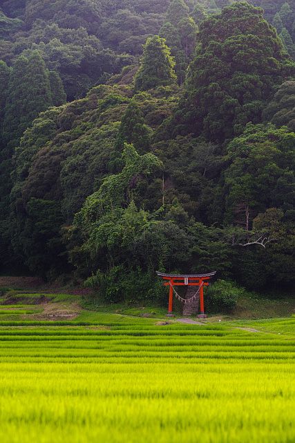 Forest of a village shrine #01 | Toru Yamazaki | Flickr Countryside Japan, Japan Countryside, Japanese Countryside, Kimono Gallery, Japanese Village, Japanese Forest, Photos Black And White, Japanese Shrine, Torii Gate