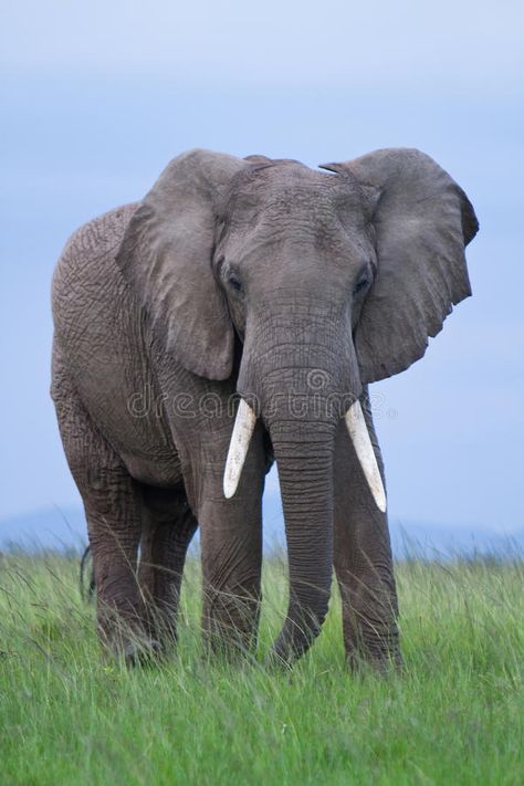 African Elephant. Male African Elephant in the Masai Mara Kenya , #Aff, #Male, #Elephant, #African, #Kenya, #Mara #ad Asian Elephants, Elephant World, African Forest Elephant, Elephant Facts, African Bush Elephant, Bull Elephant, Elephant Skin, Elephant Photography, Elephant Wallpaper