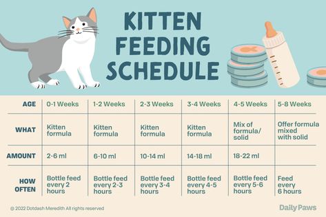 Kitten Must Haves, Foster Kittens Setup, Kitten Set Up, Diy Cat Stuff Homemade, Kitten Fostering, Kitten Feeding Schedule, Taking Care Of Kittens, Newborn Kitten Care, Kitten Hacks