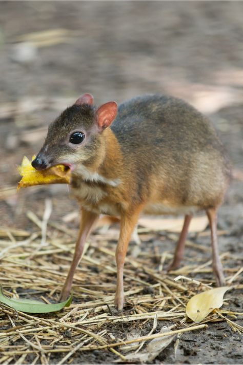Reference Animals Photo, Rat Photos, Deer Mouse, Mouse Deer, Animals Unique, Small Mammals, Canine Tooth, Pet Rat, Surviving In The Wild