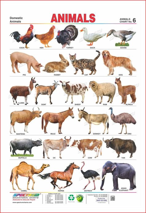 Domestic Animals Chart 766 Domestic Animals Chart, Young Ones Of Animals, Farm Animals List, Animals Chart, Dog Breeds Chart, Animals Name In English, Animal Pictures For Kids, Animals Name, Farm Animals Preschool