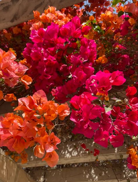 Magenta Orange Aesthetic, Indian Orange Aesthetic, Bright Fruit Aesthetic, Pink Orange White Aesthetic, Pink Orange Flowers Aesthetic, Bright Asthetic Picture, Pink Red Orange Aesthetic, Pink Red And Orange Aesthetic, Hot Orange Aesthetic