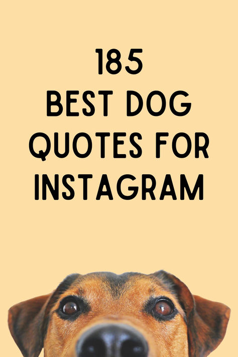 Are you searching for the top dog captions to use on Instagram? Few things can make us feel as happy as the unwavering devotion of a dog. Pet Quotes Love, Pet Captions Instagram Dog, Dogs Captions Instagram Cute, Captions For Dog Pictures, Dog Captions For Insta, Funny Dog Captions, Short Dog Quotes, Happy Dog Quotes, Dog Captions