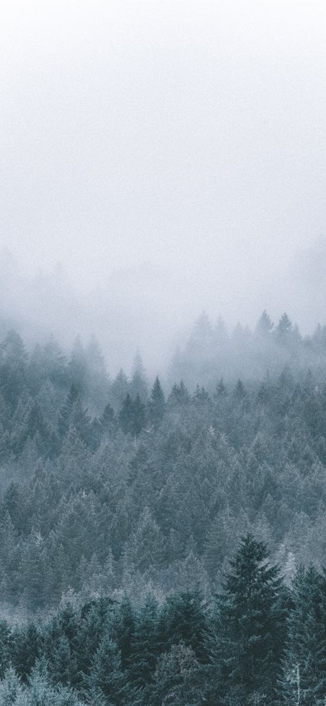 Free download the foggy icy green pine trees scenery Wallpaper wallpaper ,beaty your iphone . #tree #snow #forest #nature #usa #mountain #Wallpaper #Background #iphone Snow Wallpaper Iphone, Forest Wallpaper Iphone, Iphone Wallpaper Mountains, Viking Wallpaper, Tree Wallpaper Iphone, Snow Illustration, Iphone Wallpaper Winter, Pine Trees Forest, Snow Forest