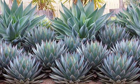 Plant Combination Ideas - Plant Family Agaves Agave Blue Glow, Florida Landscaping, Succulent Landscape Design, Florida Plants, Florida Gardening, Succulent Landscaping, Drought Tolerant Landscape, Blue Glow, Coastal Gardens