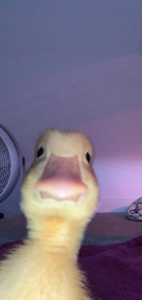 Duck face | Duck photo, Funny hamsters, Duck wallpaper Funny, Hamsters, Duck Wallpaper, Duck Photo, Funny Hamsters, Duck Face, Pins