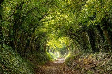 9 Terrific Tree Tunnels Around the World Nature, Photos Of Places, Point Reyes National Seashore, Tree Tunnel, Dark Hedges, Poipu Beach, Tunnel Of Love, Sussex England, Tree Lover