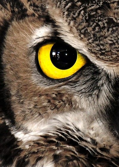 Animal Eye Reference, Animal Eye Close Up, Animal Eye Painting, Animal Eyes Photography, Animal Eyes Drawing, Animals Eyes, Bird Eyes, Animal Close Up, Eyes Animal