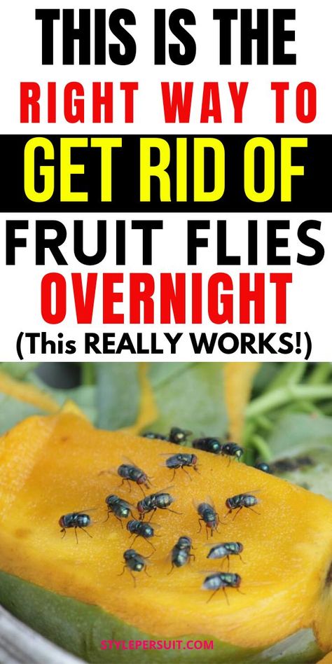 Fruit flies can quickly become a nuisance in your home, especially during warmer months or when fruits and vegetables are left exposed. Fortunately, there are several effective homemade fruit fly traps that you can use to get rid of these pesky insects quickly. Click to discover the 14 of the best DIY fruit fly traps to help you reclaim your space: Fruit Fly Spray Diy, Fruit Fly Repellent, Fruit Fly Spray, Fly Remedies, Best Fruit Fly Trap, How To Repel Flies, Homemade Fruit Fly Trap, Diy Fruit Fly Trap, Fruit Flies In House