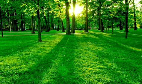 EXT. TREE PARK LARGE #EpisodeInteractive #Episode Size 1920 X 1136 #EpisodeOurCrazyLoveLife 숲 사진, Nature Verte, Frühling Wallpaper, Green Nature Wallpaper, Wallpaper Hijau, Nature Desktop, Light Wallpaper, Marvel Infinity, Hd Nature Wallpapers