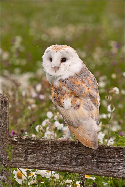 Colourful Birds, Snowy Owl, Barn Owls, Beautiful Owl, Owl Bird, Owl Art, Barn Owl, Cute Owl, Colorful Birds