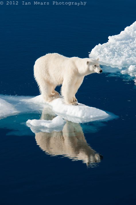 Polar Bear - Hinlopen Strait, Norway. Charcoal Drawings, Wildlife Photography, Urs Polar, Wild Animals Pictures, Wild Kingdom, Animal Planet, Nature Animals, Animal Photo, 귀여운 동물