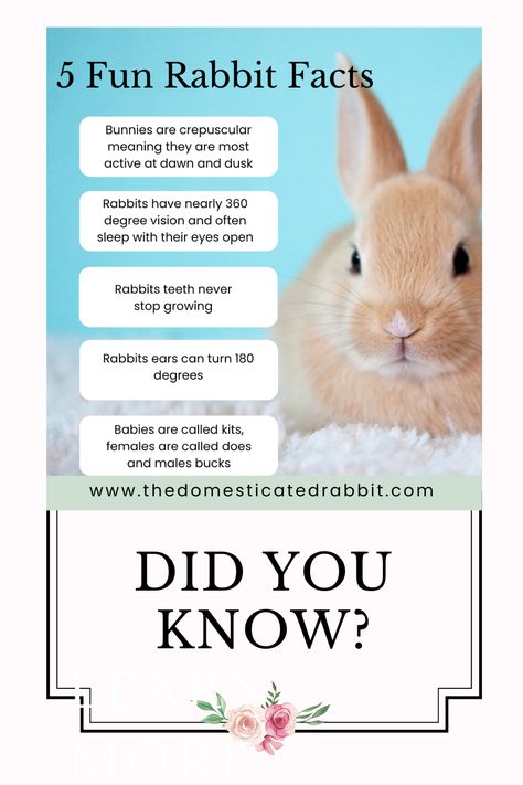 5 fun facts about rabbits you may or may not have heard of! Facts About Bunnies, Types Of Bunnies, Daycare Job, Facts About Rabbits, Mini Rex Rabbit, Rabbit Facts, Rabbit Behavior, Fair Poster, Rabbit Diet