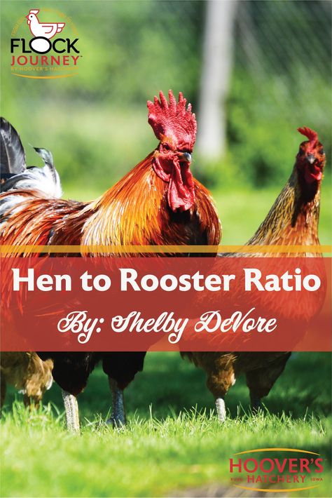 Rhode Island Red Rooster, Wyandotte Hen, Rhode Island Red Hen, Rooster Breeds, Bred 4, Chicken Care, Chicken Farming, Backyard Chicken Farming, Hatching Chicks