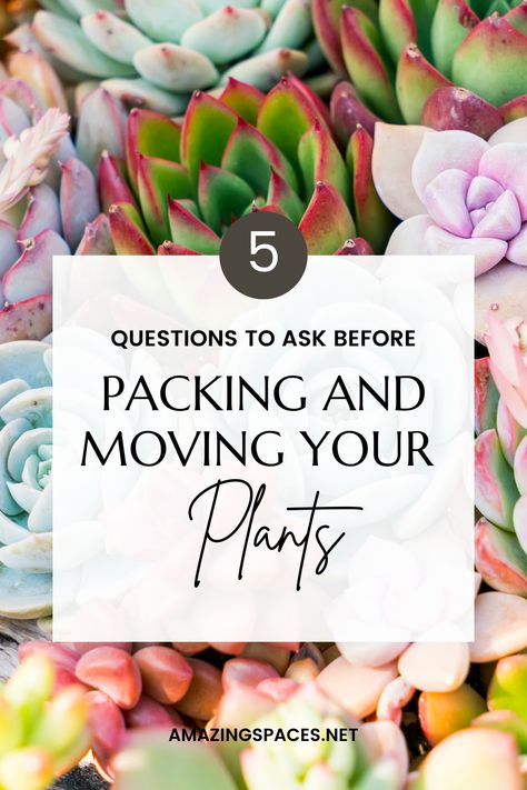 Planning a move and not sure what to do with your plants? Here are 5 "blooming" questions you should ask before you pack up your green friends! Packing Plants For A Move, Moving Kit, Moving Plants, Planning A Move, Professional Movers, Packing Car, Moving Boxes, Pack Up, Water Resources