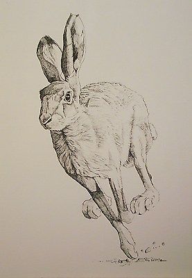 Croquis, How To Draw A Hare, Rabbit Sketches, Easter Drawing Ideas, Hare Sketch, Rabbit Sketch, Hare Drawing, Easter Drawing, Hare Watercolour