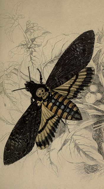 Scary moth. Its wings look like lace, and there's a skull on the abdomen. Sweet! Alphonse Mucha, Moth Scientific Illustration, Sphinx Moth, Moth Illustration, Arte Hip Hop, Ivy House, Arte Obscura, Scientific Illustration, Arte Fantasy