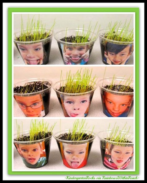 Science in Kindergarten: Growing Seeds with photo cups from Kindergarten Rocks via RainbowsWithinReach Gardening Theme For Toddlers, Påskeaktiviteter For Barn, Vetenskapliga Experiment, Kindergarten Rocks, Growing Hair, Spring Preschool, Aktivitas Montessori, Kindergarten Science, Baked Spaghetti